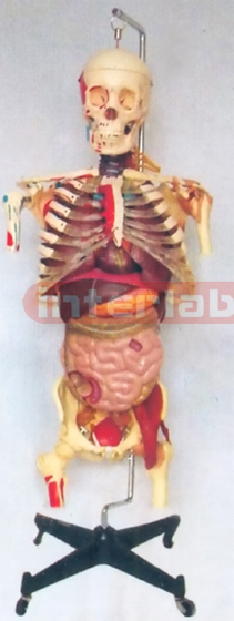 BIG HANGING, HUMAN SKELETAL TORSO MODEL WITH MUSCLES PAINTED, JOINT LIGAMENTS, ORGANS, NERVES, ARTERY/ VEIN FOR MULTIFUNCTION DEMONSTRATION